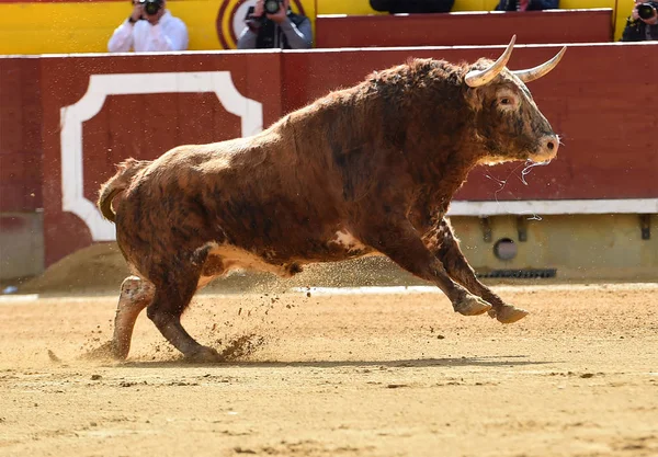 Großer Stier Läuft Stierkampfarena Spanien — Stockfoto