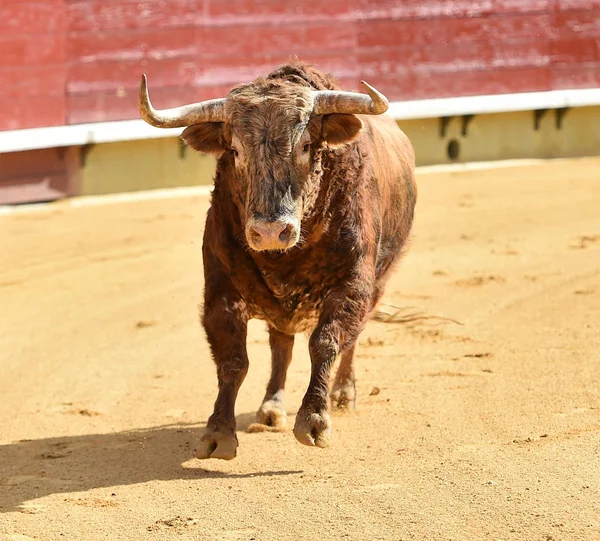 Big Bull Running Bullring Spain — Stock Photo, Image