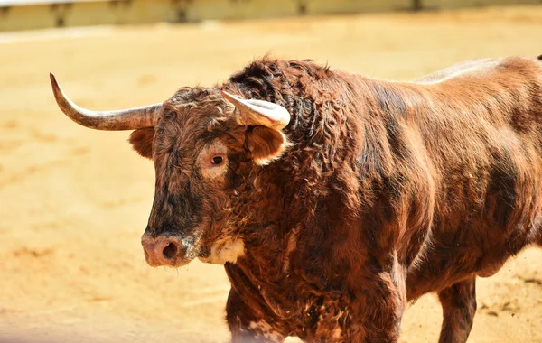 Big Bull Running Bullring Spain — Stock Photo, Image