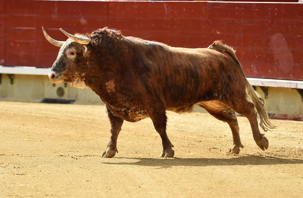 Großer Stier Läuft Stierkampfarena Spanien — Stockfoto