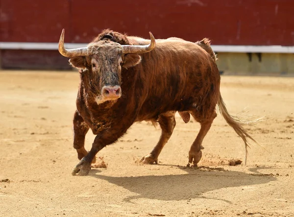 Stor Bull Körs Tjurfäktningsarenan Spanien — Stockfoto