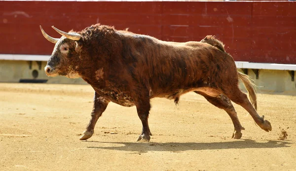 Großer Bulle Spanien — Stockfoto