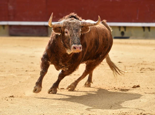 Stor Tjur Spanien — Stockfoto