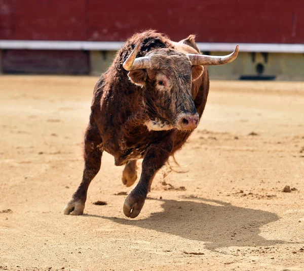 Stor Tjur Spanien — Stockfoto