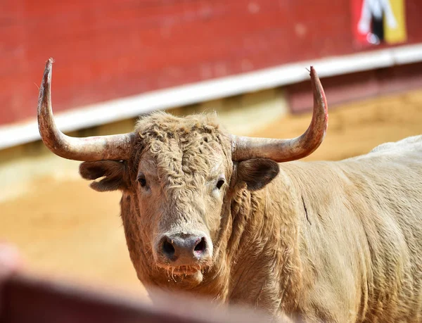 Big Bull Spain — Stock Photo, Image