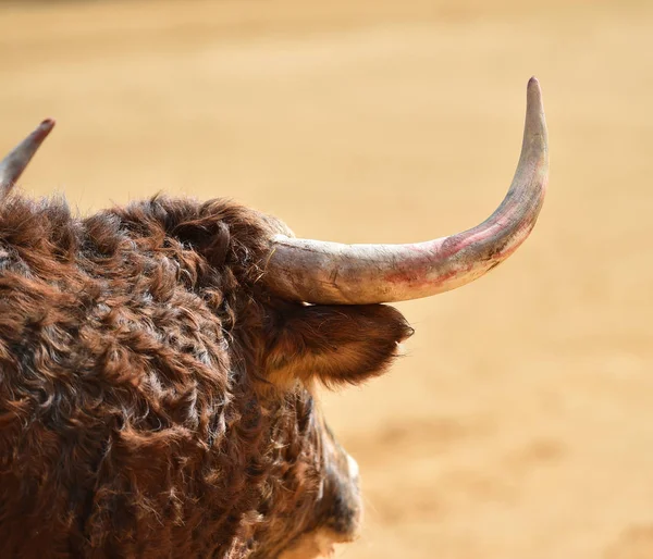 Grande Touro Espanha — Fotografia de Stock