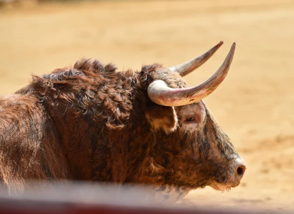 Stor Tjur Spanien — Stockfoto