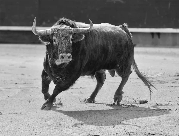 Grande Toro Spagna — Foto Stock