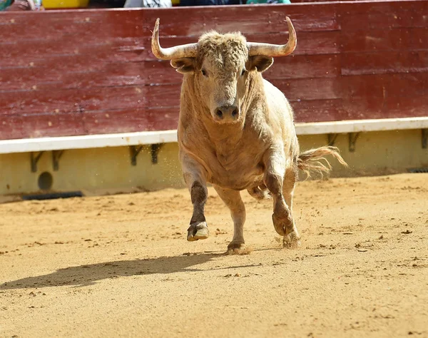 Grande Touro Espanha — Fotografia de Stock