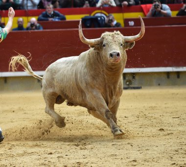  İspanyol bullring büyük boynuzları boğa