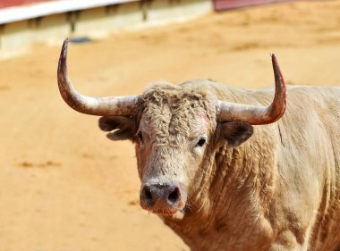  İspanyol bullring büyük boynuzları boğa