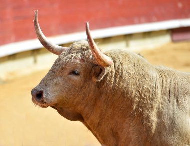  İspanyol bullring büyük boynuzları boğa