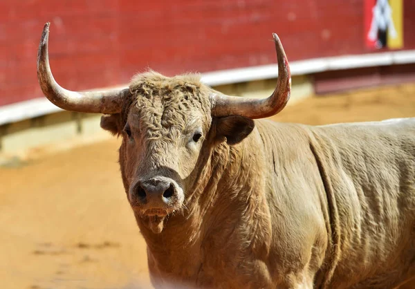 Big Bull Spain — Stock Photo, Image