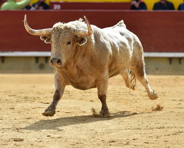 Big Bull Spain — Stock Photo, Image