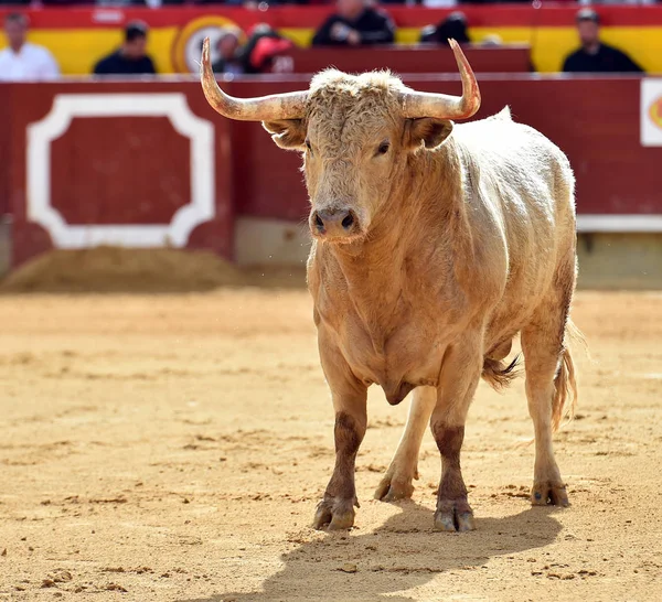 スペインでは牛の白 — ストック写真