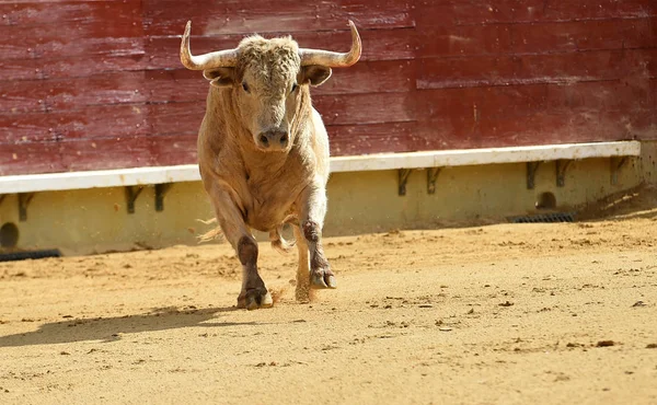 Witte Stier Spanje — Stockfoto