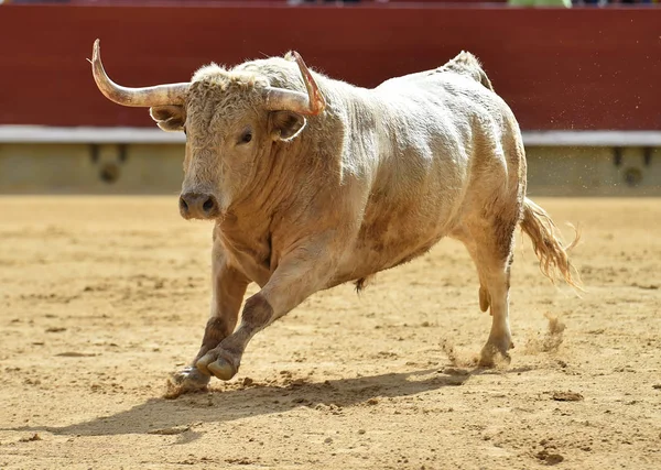 Toro Blanco España — Foto de Stock