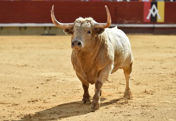 Bull Branco Espanha — Fotografia de Stock