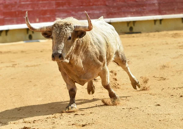 Weißer Bulle Spanien — Stockfoto