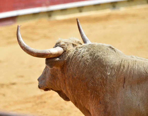 Toro Bianco Spagna — Foto Stock
