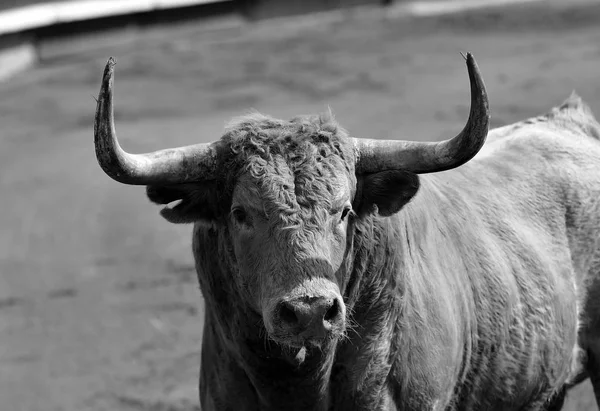 Bull Branco Espanha — Fotografia de Stock