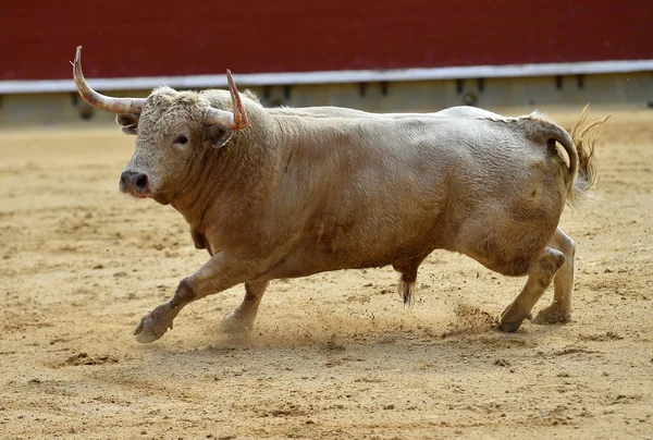 White Bull Spain — Stock Photo, Image