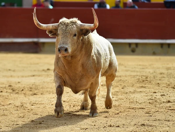 Vit Tjur Spanien — Stockfoto