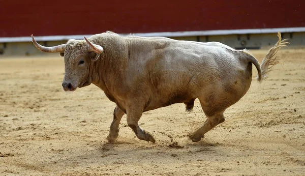 스페인에서 황소를 화이트 — 스톡 사진