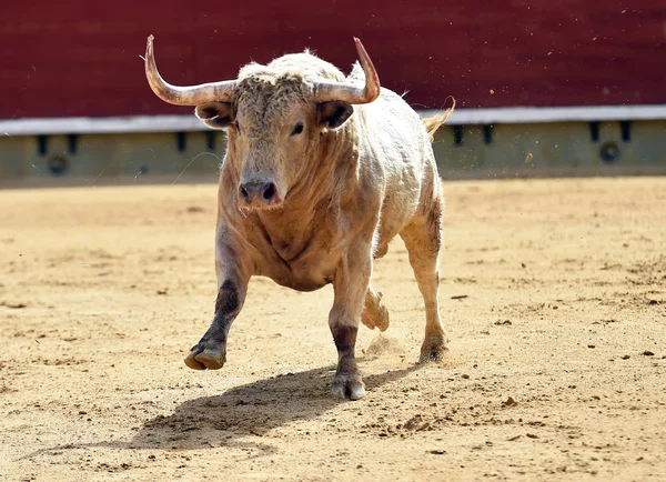 Spanyol Bullring Büyük Boynuzları Boğa — Stok fotoğraf