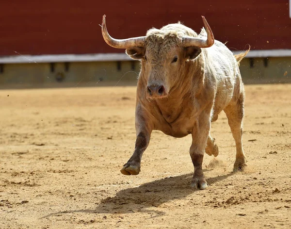 Spanyol Bullring Büyük Boynuzları Boğa — Stok fotoğraf