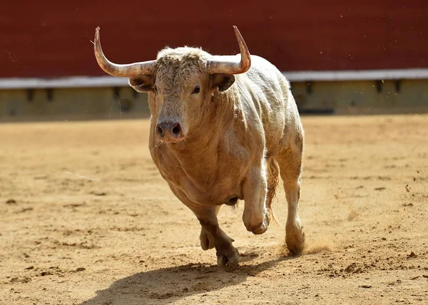 Spanyol Bullring Büyük Boynuzları Boğa — Stok fotoğraf