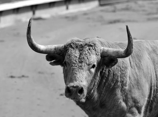 Bull Španělské Býčí Zápasy Velkými Rohy — Stock fotografie