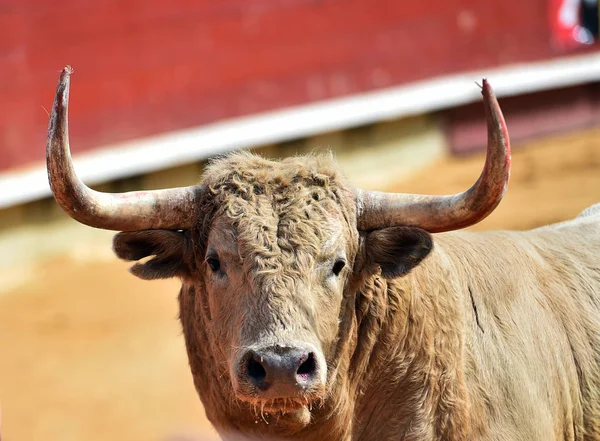 Spanyol Bullring Büyük Boynuzları Boğa — Stok fotoğraf