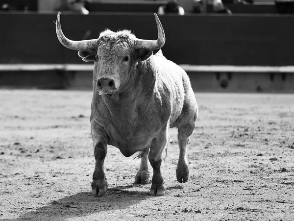 在西班牙斗牛场与大角牛 — 图库照片