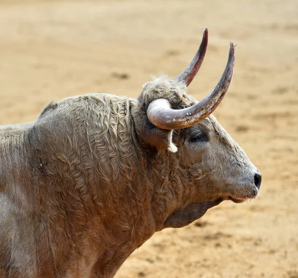 Bull Spanish Bullring Big Horns — Stock Photo, Image