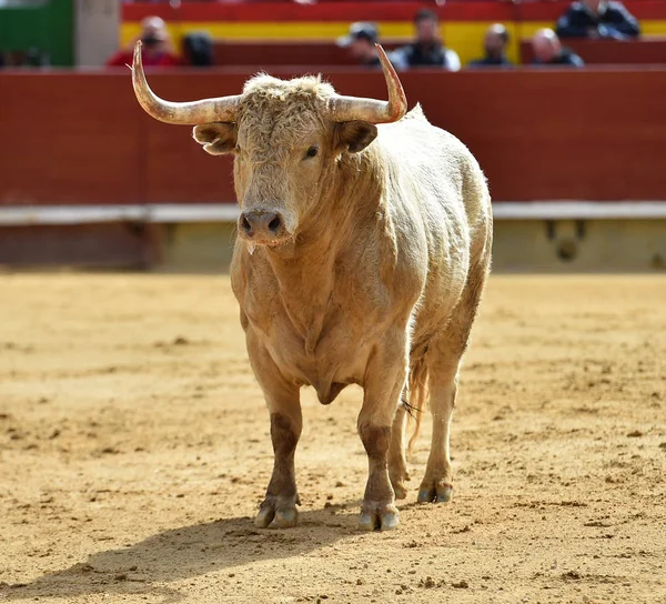 Бик Іспанському Бику Великими Рогами — стокове фото