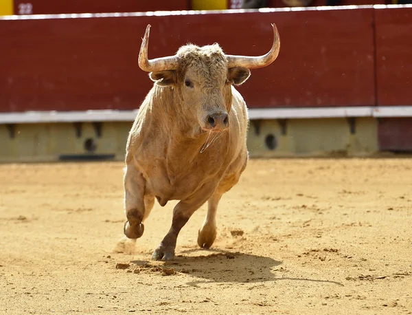 大きな角を持つスペインの闘牛場で牛します — ストック写真