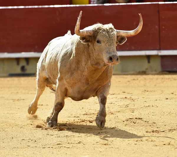 Toro Plaza Toros Española Con Cuernos Grandes — Foto de Stock