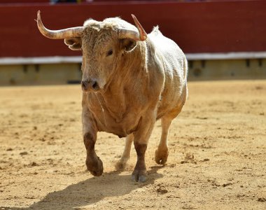 İspanya Arena içinde çalışan beyaz boğa