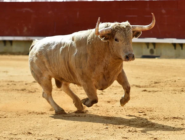 Grande Touro Correndo Touro Espanha — Fotografia de Stock