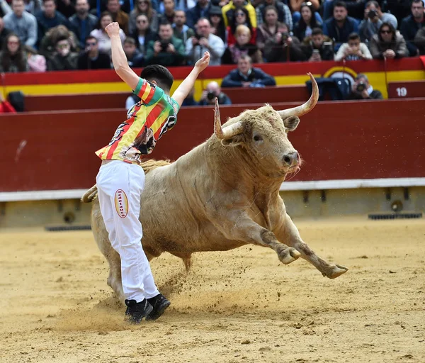 スペインで怒っている牛 — ストック写真