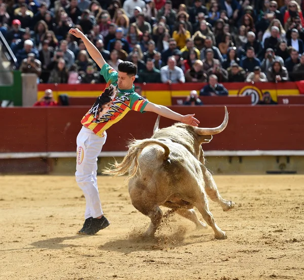 Toro Blanco España Corriendo Plaza Toros —  Fotos de Stock