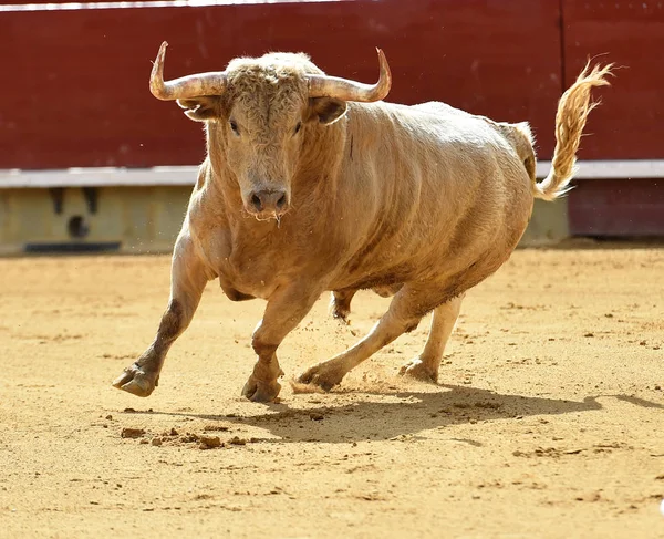 Toro Blanco España Corriendo Plaza Toros — Foto de Stock