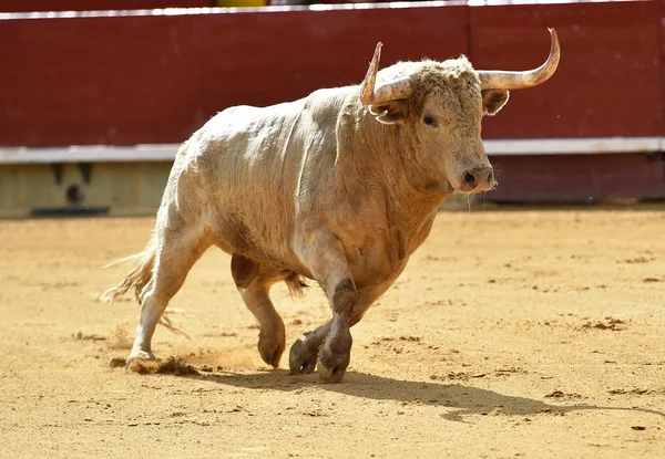 スペインの闘牛場で実行されている白い雄牛 — ストック写真