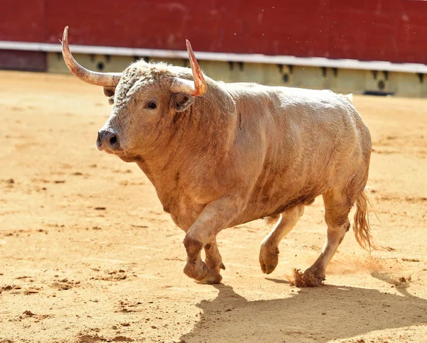 Spanya Arena Içinde Çalışan Beyaz Boğa — Stok fotoğraf