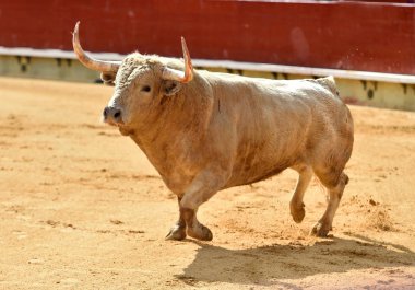 İspanya Arena içinde çalışan beyaz boğa