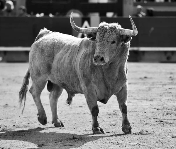 スペインの闘牛場で実行されている白い雄牛 — ストック写真