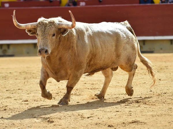 スペインの闘牛場で実行されている白い雄牛 — ストック写真