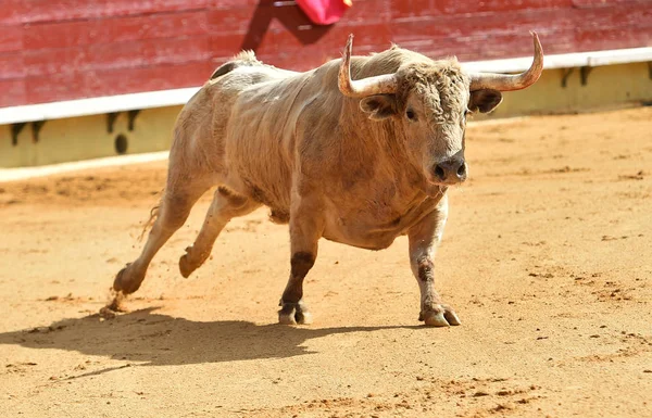 Weißer Stier Spanien Läuft Stierkampfarena — Stockfoto