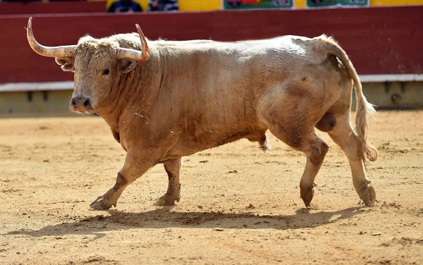 Toro Blanco España Corriendo Plaza Toros — Foto de Stock